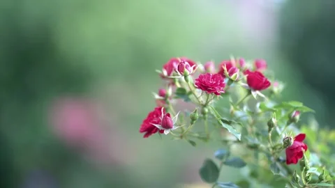 Close-up of vibrant red rose buds and blooming flowers on a green bush  Stock-Footage 342442509
