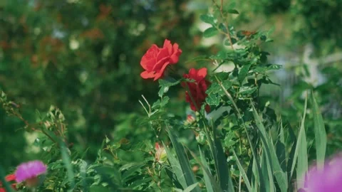 Close-up of a vibrant red rose gently swaying in the wind, with its petals 스톡 동영상 331139704
