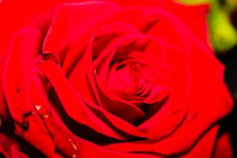 Close-Up of a Vibrant Red Rose Stock Photos