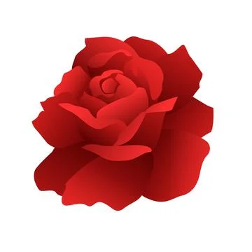 Close-up of a vibrant red rose on white background 스톡 일러스트