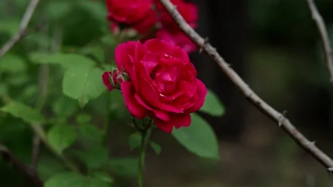 Close-up of vibrant red roses blooming on a thorny branch in soft natural light Stock Footage 337132894
