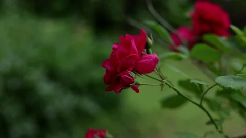 Close-up of vibrant red roses blooming in a lush garden on a bright day Stock Footage 337133136