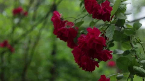 Close-up of vibrant red roses blooming on a lush green bush in soft daylight Stock Footage 337133265