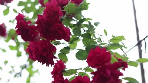 Close-up of vibrant red roses blooming on a vine with green leaves Stock Footage 337133414