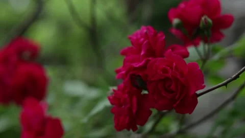 Close-up of vibrant red roses blooming on a thorny branch in soft focus Stockbeeldmateriaal 337133893
