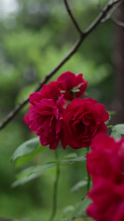 Close-up of vibrant red roses blooming in a garden with soft green foliage Stock Footage 337134107