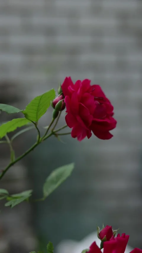 Close-up of vibrant red roses blooming on a branch with green leaves Stock Footage 337134150