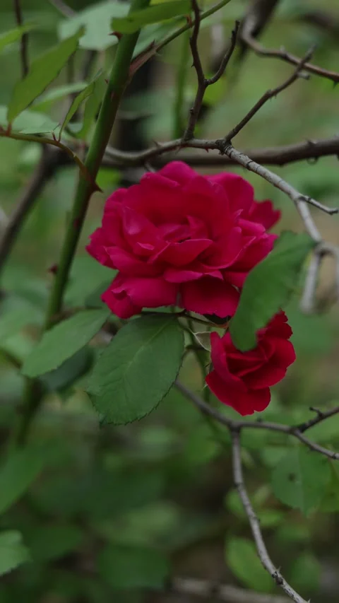 Close-up of vibrant red roses blooming on a thorny bush in soft natural light Stock Footage 337134256