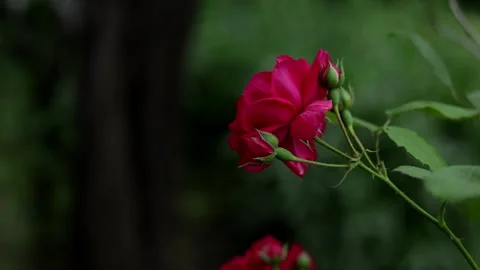 Close-up of vibrant red roses with buds blooming in a lush garden setting Stock Footage 337133100
