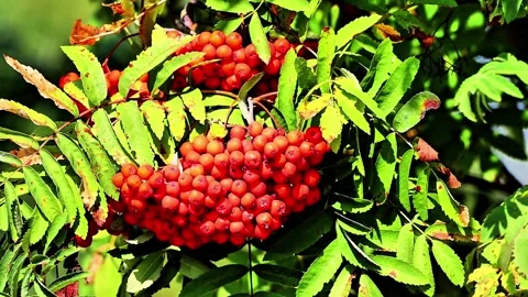 Close-up of vibrant red rowan berries on a branch with green leaves in sunlight Stock Footage 331500475
