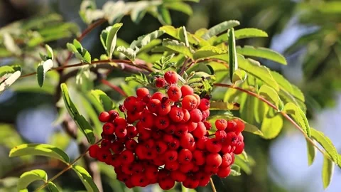 Close-up of vibrant red rowan berries on a branch with green leaves in sunlight Stock Footage 331500495