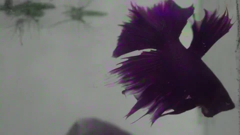Close up of a vibrant red Siamese fighting fish or betta fish swimming gracefull Video stock 337871079