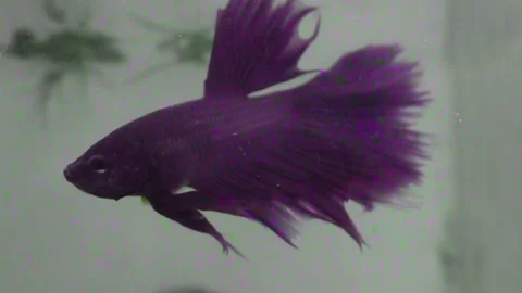 Close up of a vibrant red Siamese fighting fish or betta fish swimming gracefull Video stock 337871080