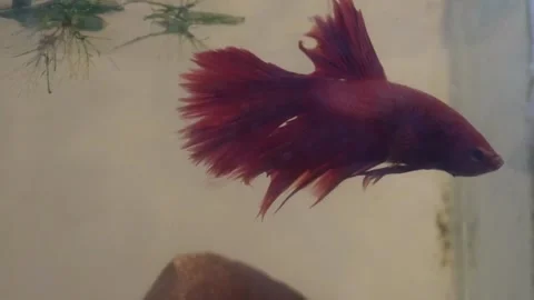 Close up of a vibrant red Siamese fighting fish or betta fish swimming gracefull Video stock 337871083