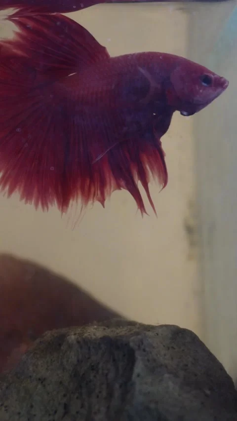 Close up of a vibrant red Siamese fighting fish or betta fish swimming gracefull Video stock 337871485