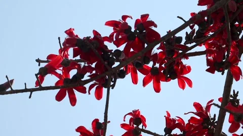 Close-up of vibrant red silk cotton flowers on branch against blue sky Stock Footage 331276812