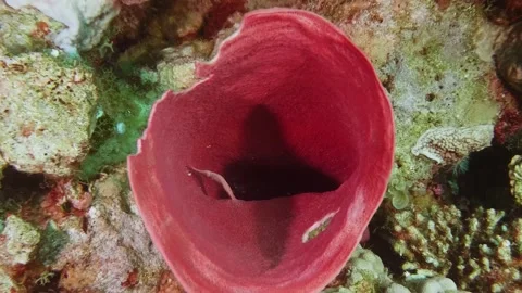 Close-Up of Vibrant Red Spanish Dancer Nudibranch Swimming Gracefully Underwater Stock Footage 311988131