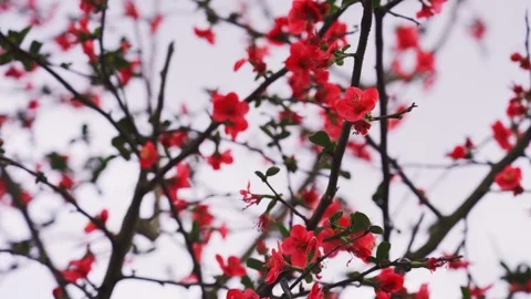 Close up of vibrant red spring blossoms swaying gently on tree branches Stock Footage 341951914