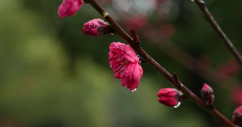 Close up of vibrant red spring blossoms with raindrops on a garden branch Stock Footage 342023662