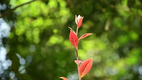Close up of vibrant red spring leaves swaying gently in a soft breeze Stock Footage 342022714