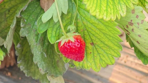 Close-up of a vibrant red strawberry growing against green leaves. Stock Footage 339781442