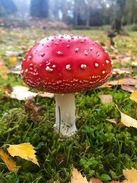 Close-up of Vibrant Red Toadstool Mushroom on Forest Floor Фото
