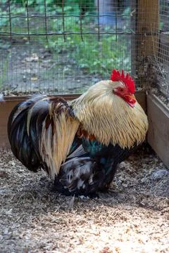 Close up vibrant rooster in a rustic farm enclosure displaying colorful pluma Stock Photos