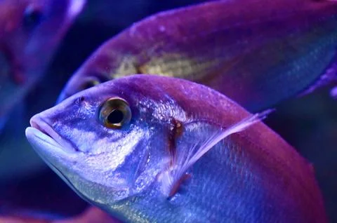 Close-up of Vibrant Sea Bream Fish Swimming in Neon Lighted Aquarium Stock Photos