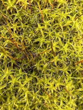 Close-Up of Vibrant Star Moss Pattern Stock Photos