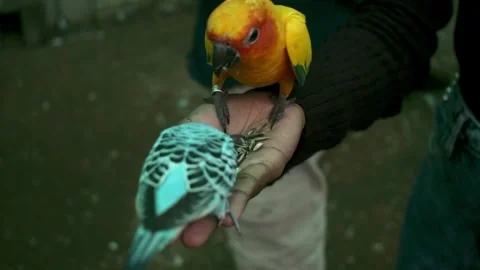 Close-up of a vibrant Sun Conure parrot perched on a hand, eating sunflower.. 库存影片 341348171