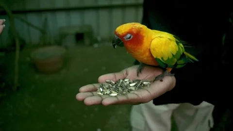 Close-up of a vibrant Sun Conure parrot perched on a hand, eating sunflower.. Stock-Footage 341348172