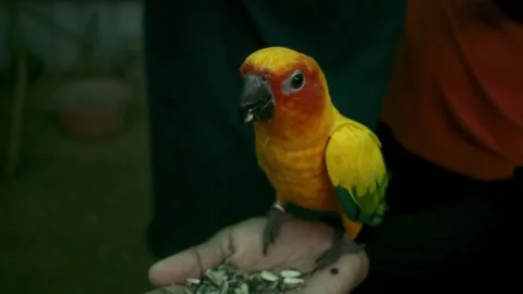Close-up of a vibrant Sun Conure parrot perched on a hand, eating sunflower.. Video stock 341348226