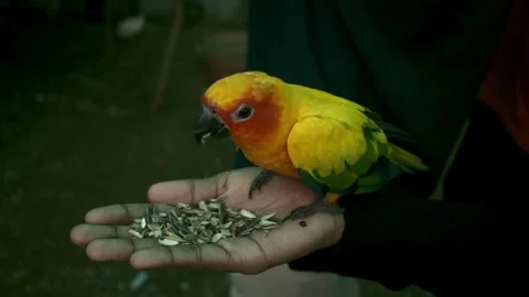 Close-up of a vibrant Sun Conure parrot perched on a hand, eating sunflower.. Stock-Footage 341348343