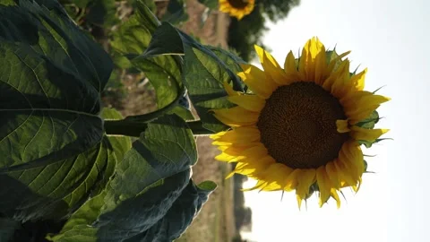 Close-up of a vibrant sunflower field bathed in warm golden hour sunlight Video stock 341495980