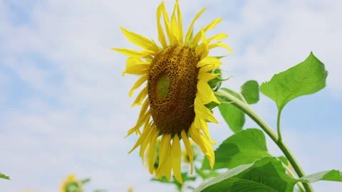Close up of a vibrant sunflower swaying gently in a summer field Stock Footage 341948980