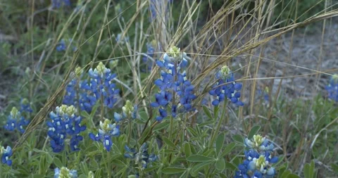 Close-up of vibrant Texas bluebonnets blooming amidst tall grass. Lupinus 動画素材 332921753