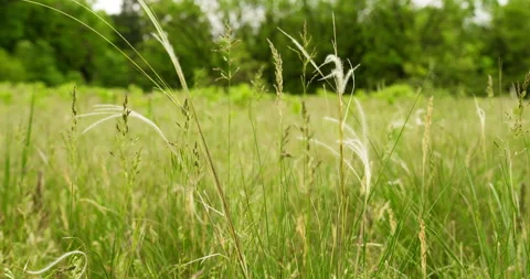 Close-Up of Vibrant Wild Weeds Stock Footage 255741907
