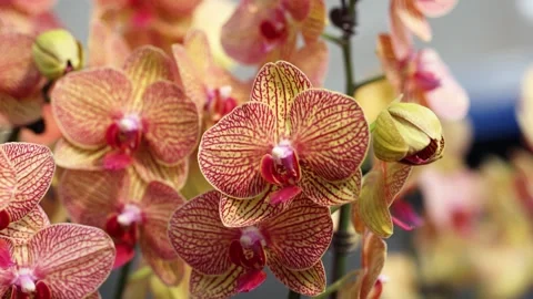 Close up of vibrant yellow and red Phalaenopsis orchids blooming in a garden Stock Footage 342096690