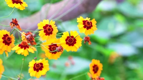 Close up of vibrant yellow and red coreopsis flowers swaying in summer breeze Video stock 342220696