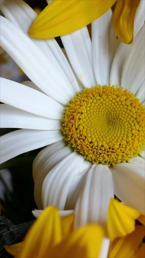Close-Up Of A Vibrant Yellow And White Daisy Flower. Slider Shot. Vertical. Video stock 285236486