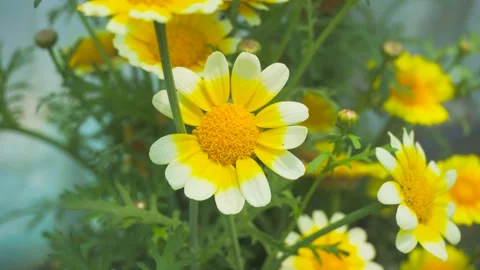 Close up of vibrant yellow and white daisies swaying gently in a summer garden Video stock 341996347
