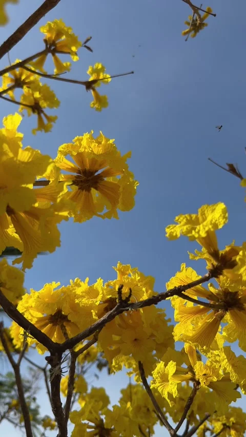 Close-up of vibrant yellow Araguaney tree blossoms against a clear blue sky Stock Footage 330180281