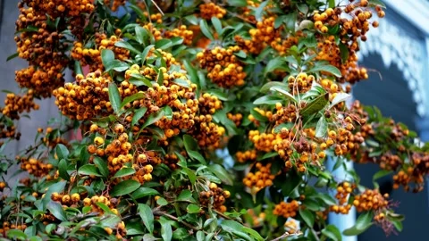 Close-Up of Vibrant Yellow Berries Stock Footage 303486467