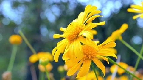Close up of vibrant yellow chrysanthemums blooming in a sunlit garden field Video stock 342020233
