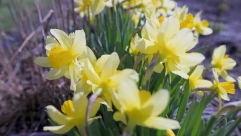 Close-up of Vibrant Yellow Daffodils in Spring Sunlight Stock Footage 308863651