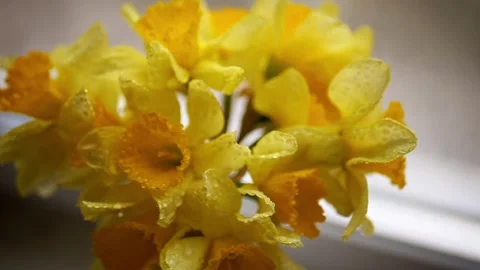 Close Up of Vibrant Yellow Daffodils with Water Droplets in Spring Stock Footage 339064649