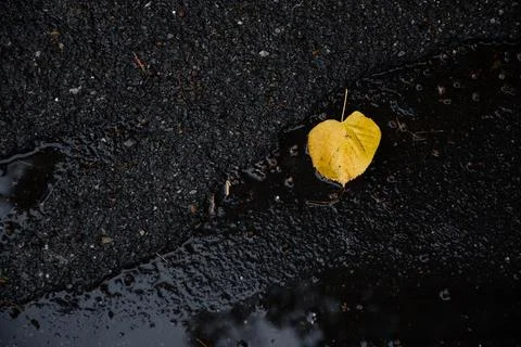 Close-up of a vibrant yellow fallen leaf resting in a dark wet asphalt puddle Stock Photos