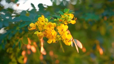 Close up of vibrant yellow flowers blooming on a tree branch at sunset Stock Footage 341995853