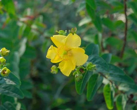 Close-up of a vibrant yellow Hypericum flower in full bloom surrounded by green Stock Photos