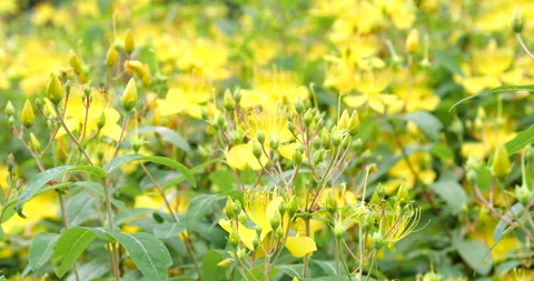 Close up of vibrant yellow Hypericum flowers blooming in a sunny summer garden Video stock 342098453